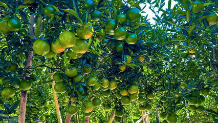 In the tangerine orchard, trees are laden with clusters of green, unripe fruits, creating a lush and vibrant scene.