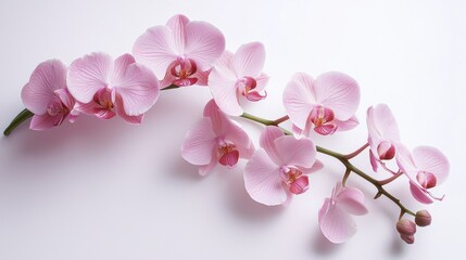 Pink orchids arranged in a simple bunch on a white background.