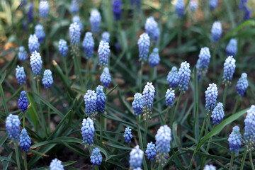 Muscari or Mouse Hyacinth. Beautiful blue flowers with selective focus. Glade of muscari. Bright...