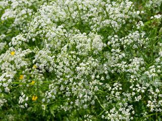 (Anthriscus sylvestris) Cow parsley or wild chervil grows in clusters of small white flowers arranged in umbels atop slender, hollow stems, bearing fern-like green leaves.
