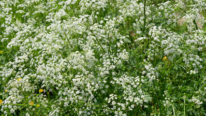 Cow parsley or wild beaked parsley (Anthriscus sylvestris). Wild plant producing abundant clusters...