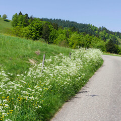 (Anthriscus sylvestris) Cow parsley wild plant adorned of masses of frothy white flowers in radiant...