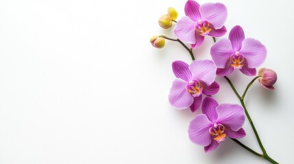 Purple and yellow orchids in an elegant, minimalist bunch on a white background.