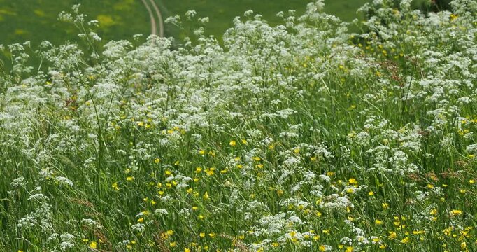  Anthriscus sylvestris | Cow parsley - Wild chervil - Wild beaked parsley - Queen anne's lace. Green field carpeted with white wildflowers shaken at the ends of stems bending in the wind