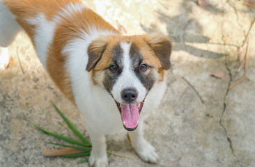 Happy Mixed Breed Dog Smiling Outdoors..