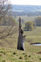 The hollow trunk of a dead tree overlooking the South Downs National Park at Petworth.
