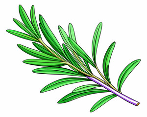 "Fresh Rosemary Sprig with Purple Flowers &ndash; Culinary Herb and Symbol of Remembrance