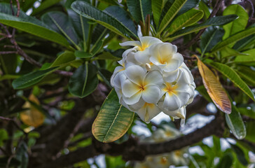 Obraz premium Sunlit Bouquet of White and Yellow Plumeria Flowers on a Green Tree.