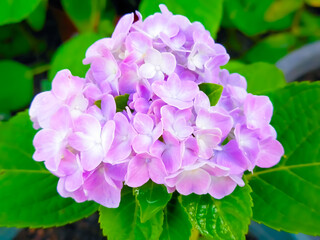 close-up shot of a vibrant, light purple Hydrangea macrophylla flower head with numerous delicate petals, surrounded by lush green leaves.