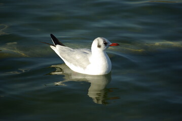 Mouette sur le lac