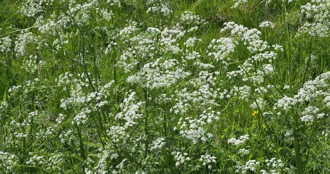  Cow parsley or wild chervil wild plant (Anthriscus sylvestris). Clusters of small white flowers in umbels atop flexibles and arching hollow stems swaying silently in the wind