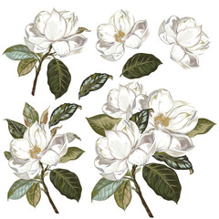 Collection of hand drawn magnolia flower botanical illustration. Watercolor floral illustration. Flower decorative natural elements. Vintage style