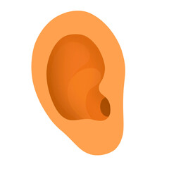 Right Ear