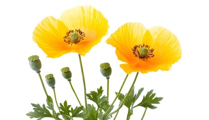 Obraz premium Two Yellow Poppies with Seed Pods