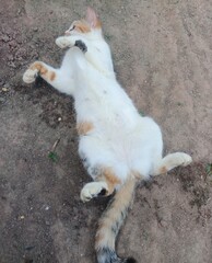 Fototapeta premium cute posing cat