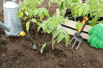 Farmer planting tomatoes seedling in organic garden. Gardening young plant into bed