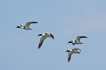 Group of shelduck in flight. Tadorna tadorna