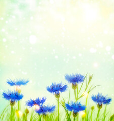 Centaurea cyanus. blue flower cornflower in the green field.