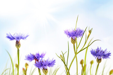 Centaurea cyanus. blue flower cornflower in summer meadow.