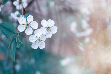Blossoming branch cherry. Bright colorful spring flowers