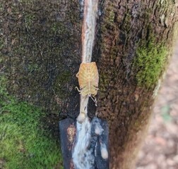 climbing a tree