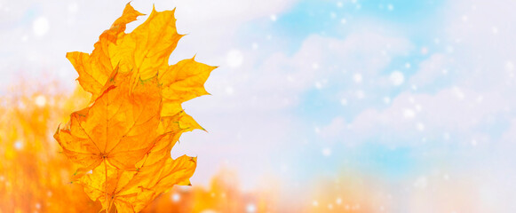 landscape. Autumn background with maple leaves. Colorful foliage