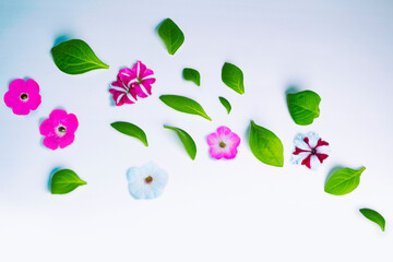 Natural pattern. floral frame petunia. Beautiful flowers composition.