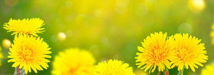Field with yellow spring flowers dandelions. Nature.