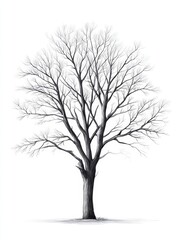 Obraz premium Lone Tree Engraving Sketch - A detailed pencil sketch of a lone deciduous tree in winter, symbolizing resilience, solitude, patience, nature's cycle, and time's passage