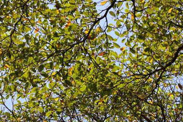 Tree canopy with green and brown leaves, illuminated by the bright sunlight, with a pale blue sky.