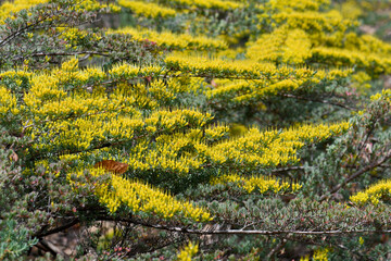 Yellow nectar filled flowers of the rare Australian native Homoranthus prolixus, family Myrtaceae....