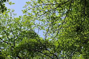 Obraz premium Bright Green Tree canopy, illuminated by the bright sunlight, with a pale blue sky.