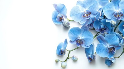 Plakat Soft blue orchids elegantly arranged on a white background.