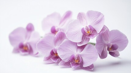 Soft lavender orchids grouped in a simple bunch on a white background.