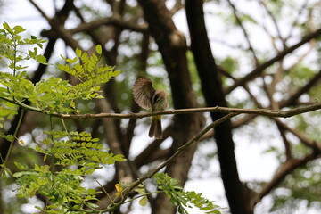 White, Brown and Yellow Bird - Yellow-vented bulbul (Pycnonotus goiavier) perched on a branch, grooming its feathers under its wing. Note the bright yellow coloring near its tail feathers.