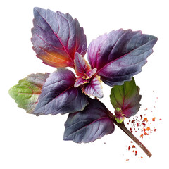 Vibrant purple basil leaves showcasing rich colors and intricate textures. isolated on a white background.