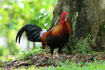 Male Chicken – Red Junglefowl (Gallus gallus). Domesticated Chicken’s wild ancestor. Note the bright and colorful plumage which shows it is a male, as well as the beautiful feathers.
