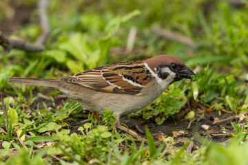 雛のために餌を探すスズメ