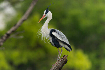 飾り羽が膨らんでいるアオサギ
