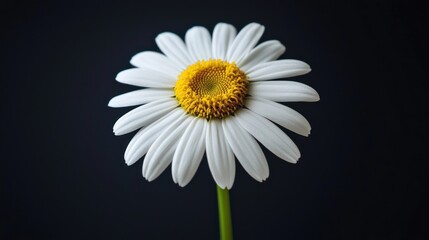 White daisy with a clean, minimalistic look.
