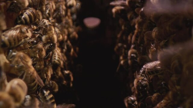 Dolly shot inside the hive. Bees run on wooden frames with honeycombs, produce honey and wax. Professional beehive in the apiary. The camera passes between the cells