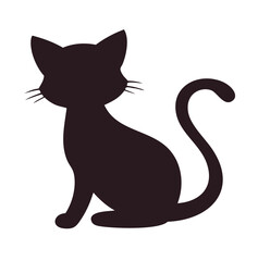 black cat on white background