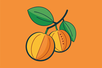 vector illustration of ripe apricots