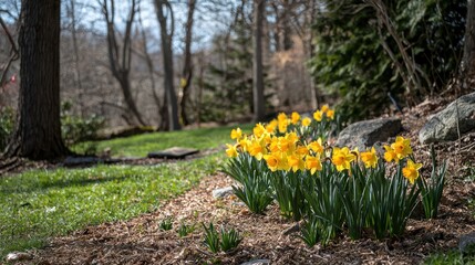 Obraz premium Yellow daffodils blooming in the spring.