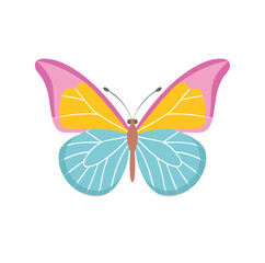 butterfly on white background
