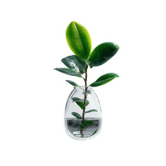 Minimalist Green Plant Cutting in a Glass Vase