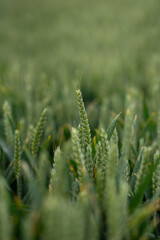 Green wheat field close up image. High quality photo
