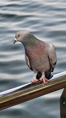 Close-Up of a Pigeon Perched on a Railing Overlooking Calm Water Surface