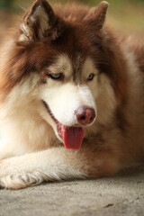 Smart male Alaskan Malamute dog breed