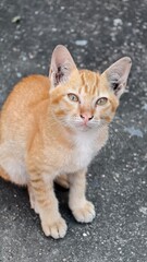 Cute Ginger Kitten Sitting on Ground with Curious Expression and Striking Eyes